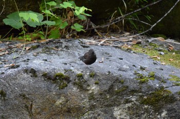 Brown Dipper 王滝渓谷 Sun, 7/30/2023