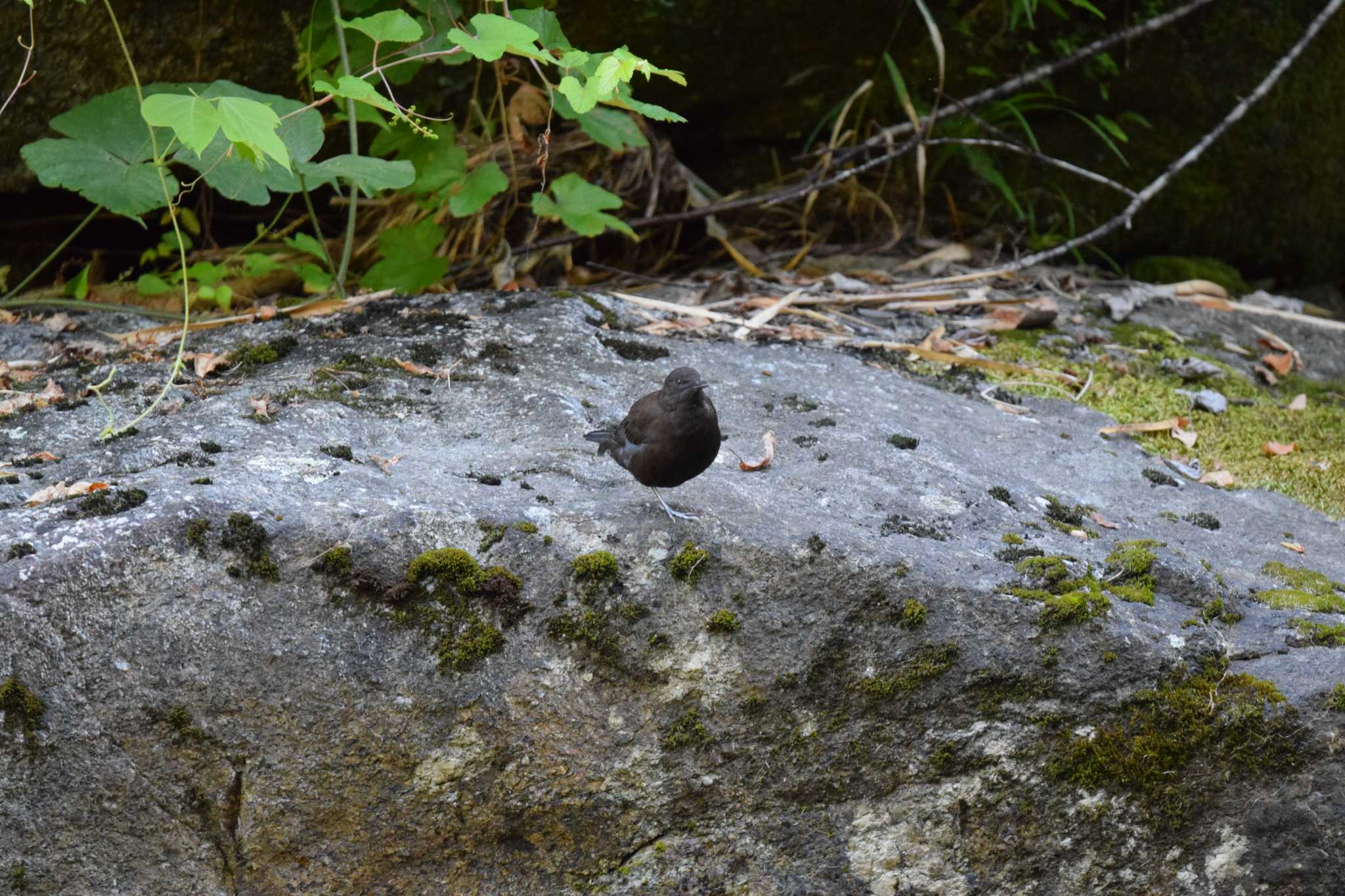 Photo of Brown Dipper at 王滝渓谷 by 五穀祐奈
