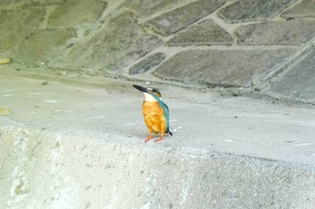 Common Kingfisher 水無瀬川緑道(豊田市) Sun, 7/30/2023