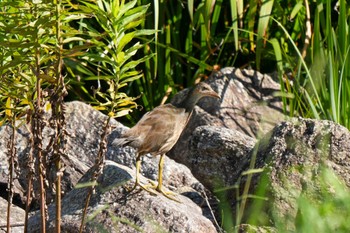 Common Moorhen 八ッ谷池(豊田市) Sun, 7/30/2023