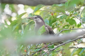 White-cheeked Starling 八ッ谷池(豊田市) Sun, 7/30/2023
