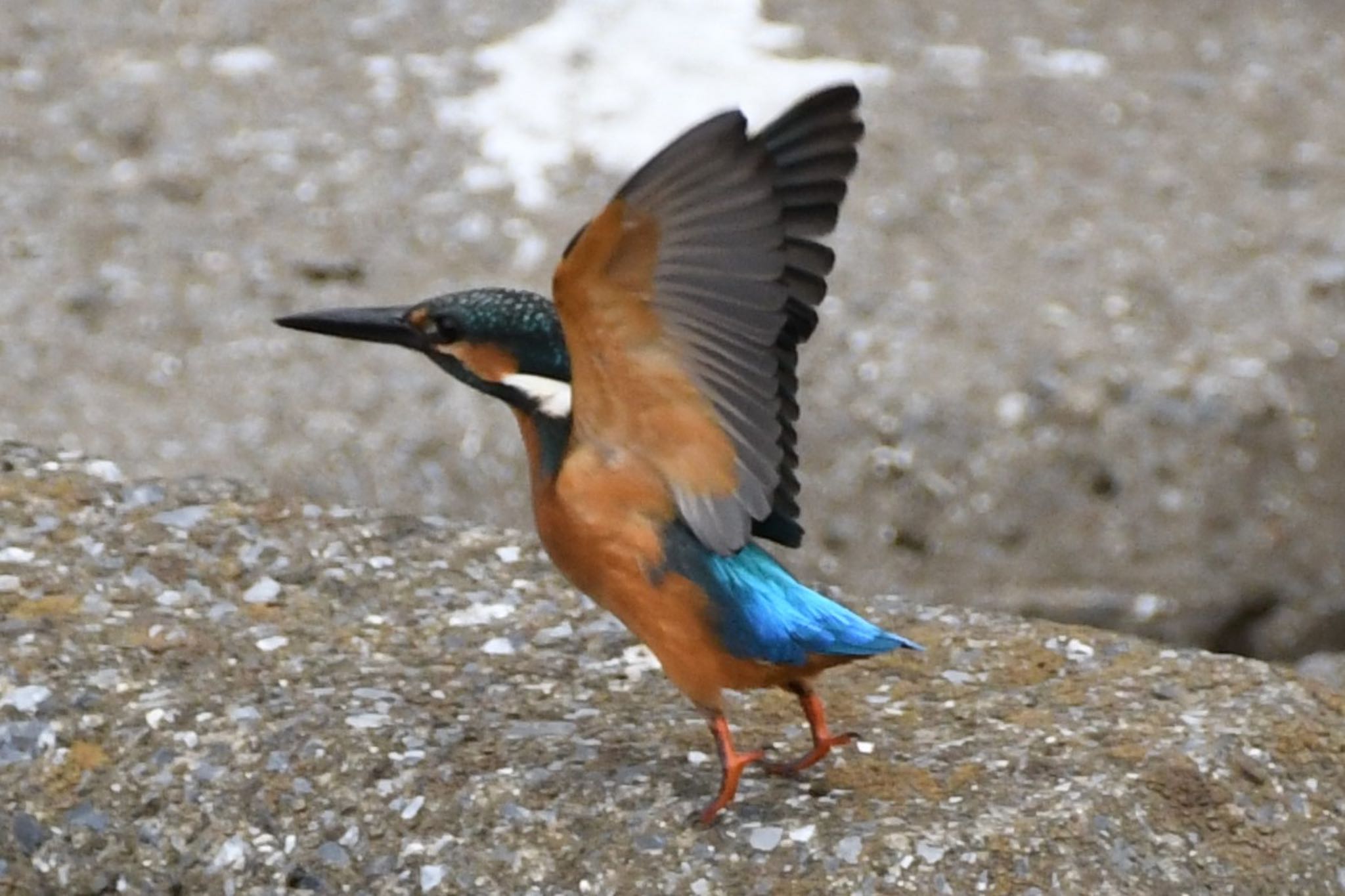 カワセミ