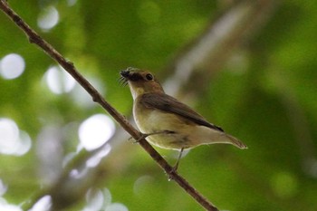 キビタキ 旭山記念公園 2023年6月17日(土)