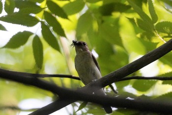 キビタキ 旭山記念公園 2023年6月17日(土)