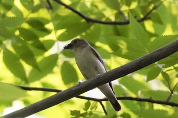 キビタキ 旭山記念公園 2023年6月17日(土)