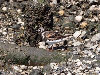 Sun, 7/30/2023 Birding report at Yatsu-higata