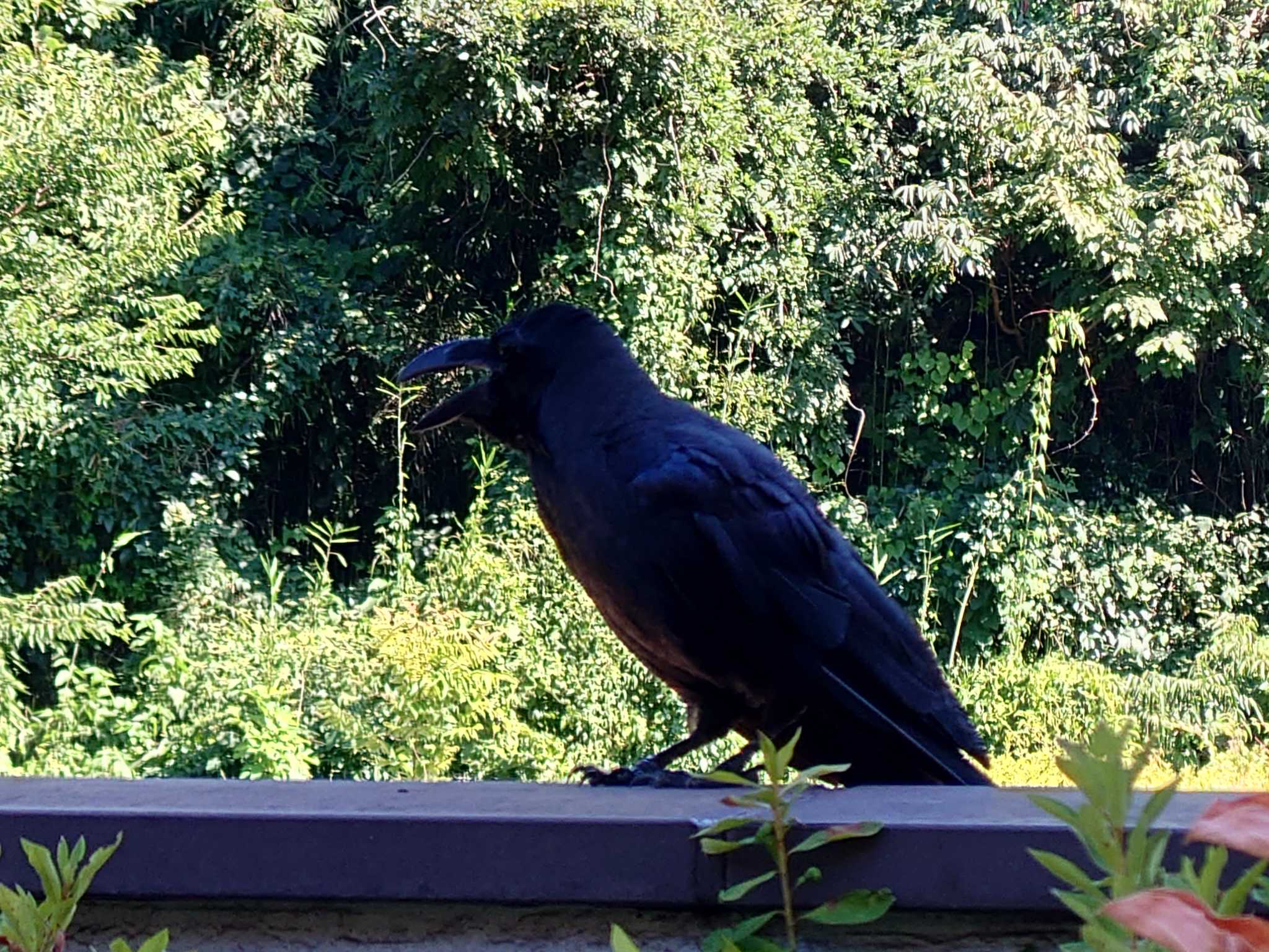 Photo of Large-billed Crow at 川崎市岡本太郎美術館 by poppo