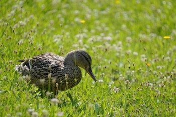 マガモ 中島公園 2023年7月21日(金)