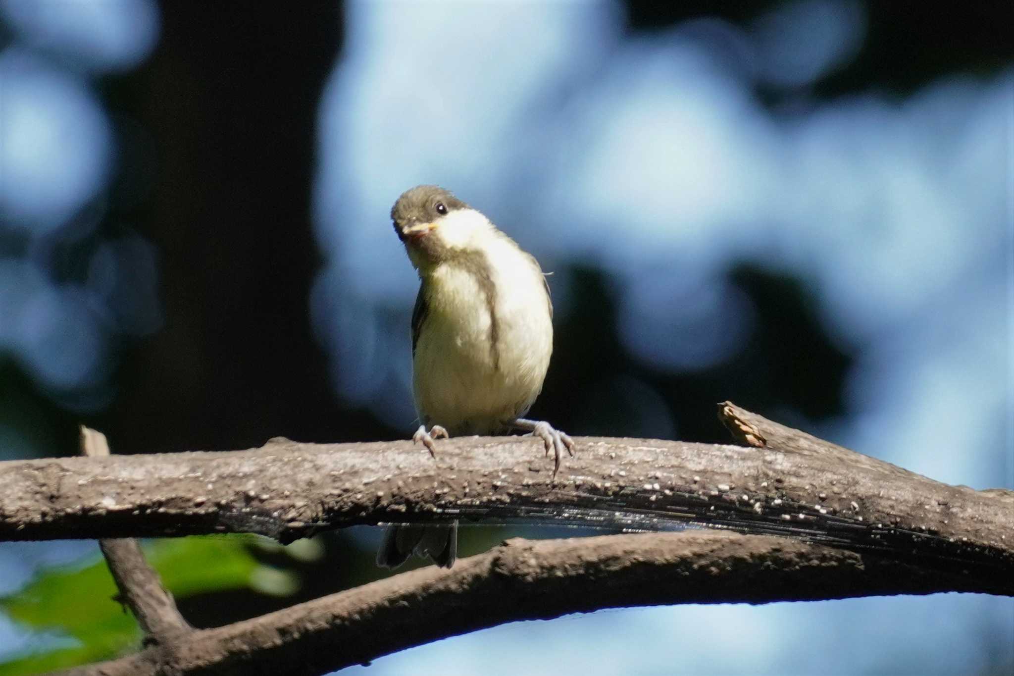 シジュウカラ