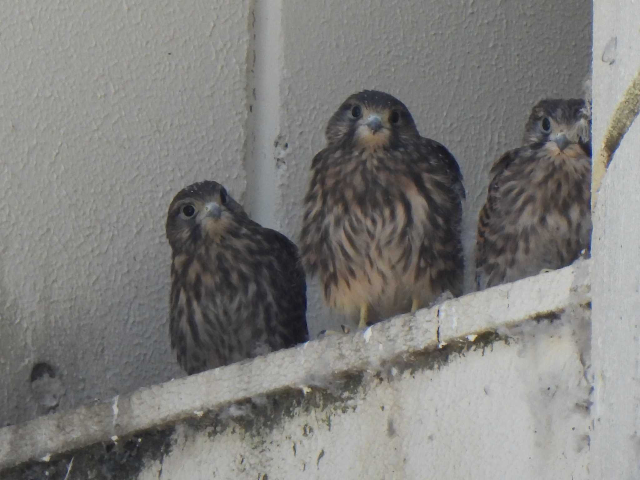 Common Kestrel