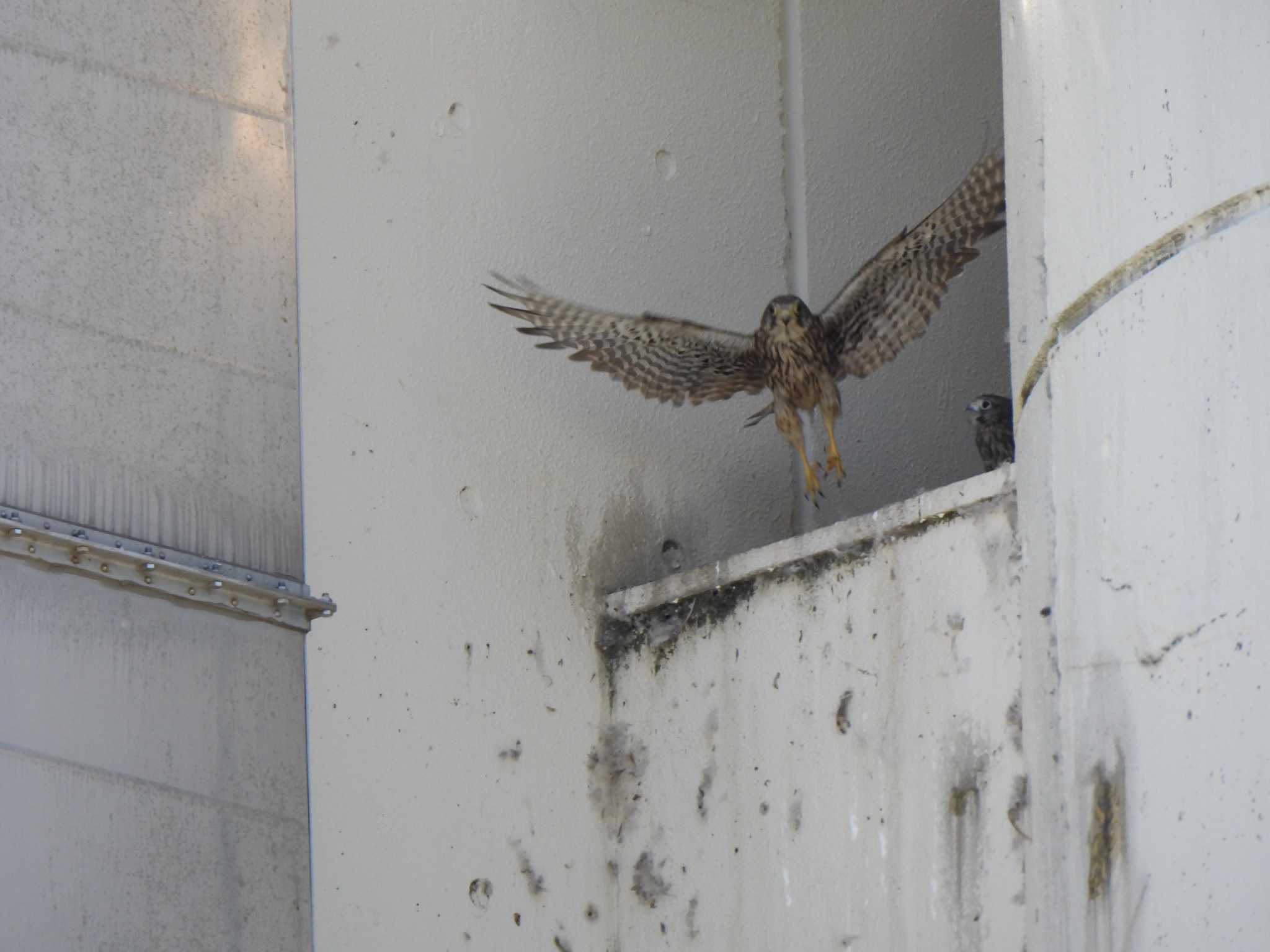 Common Kestrel