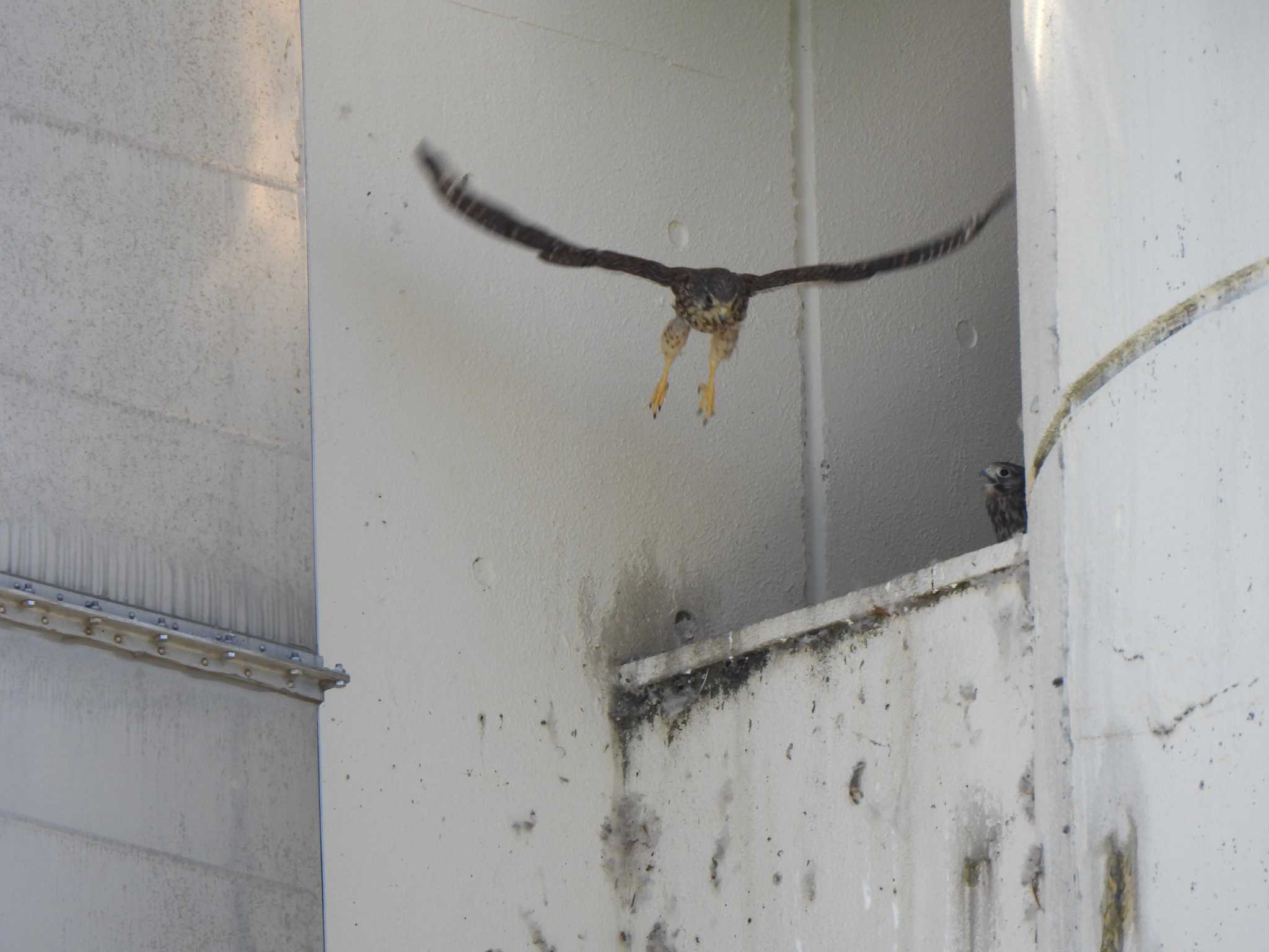 Common Kestrel