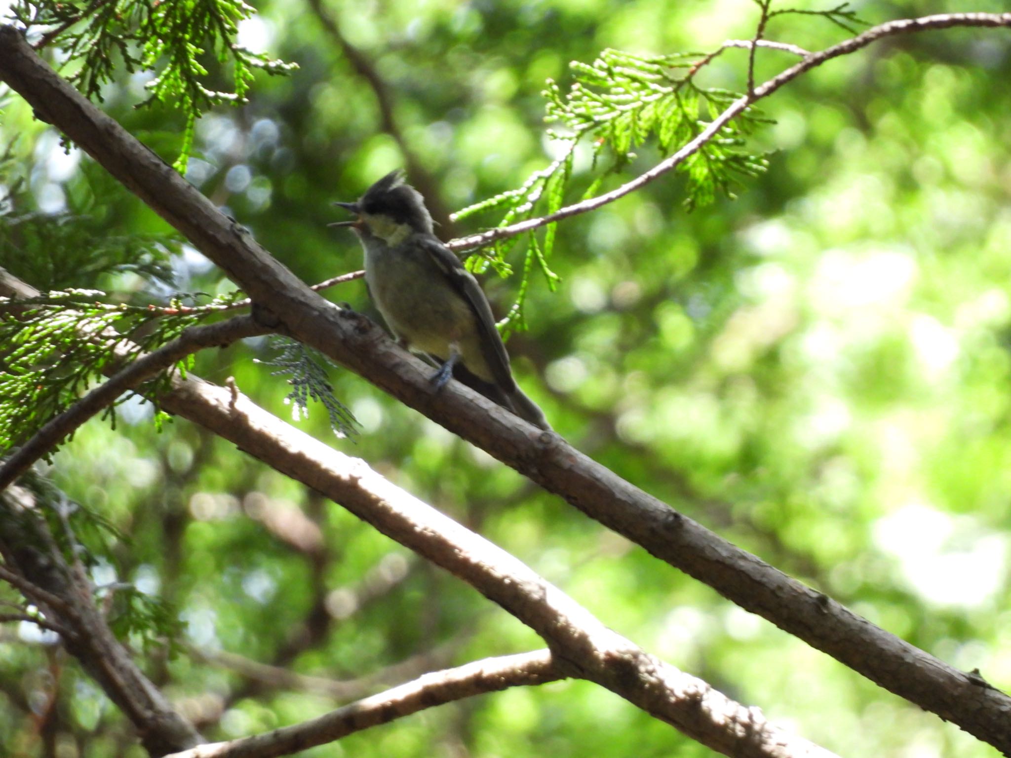 Varied Tit