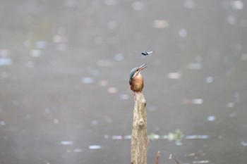 Common Kingfisher 愛鷹広域公園 Sun, 7/30/2023