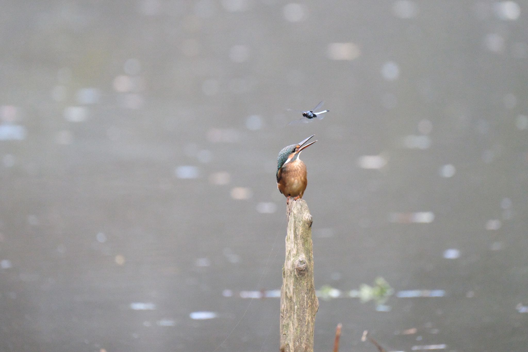 Common Kingfisher