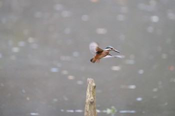 Common Kingfisher 愛鷹広域公園 Sun, 7/30/2023