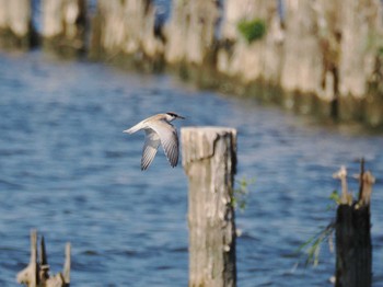 Little Tern Isanuma Mon, 7/24/2023