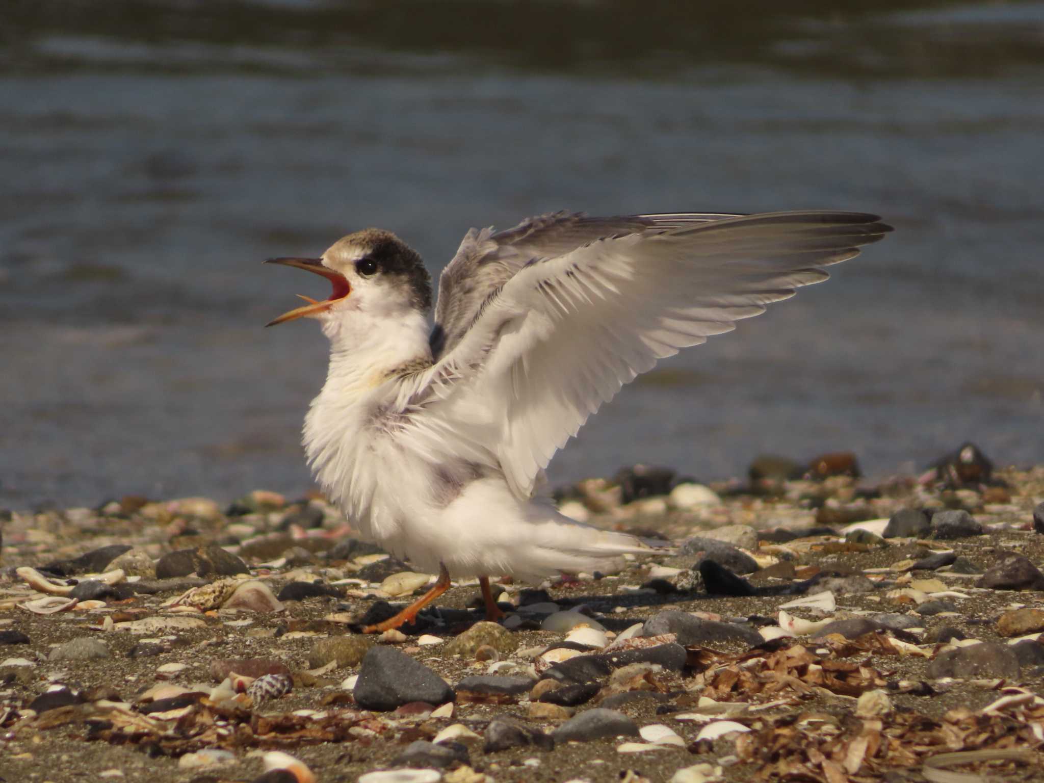 Little Tern