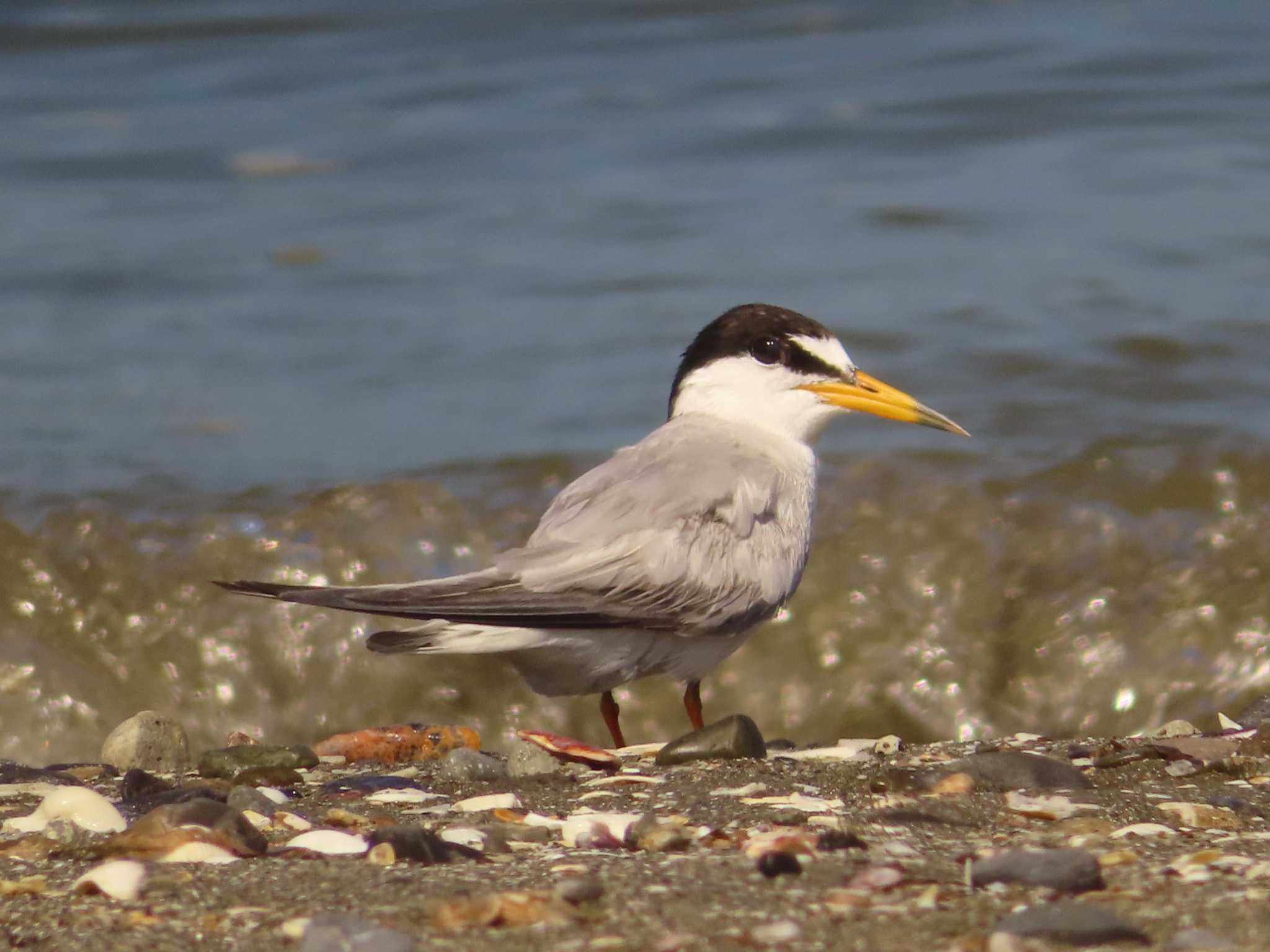 Little Tern