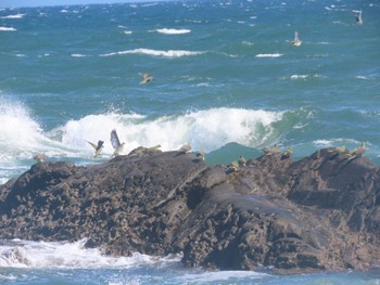 アオバト 大磯照ヶ崎海岸 2023年7月30日(日)