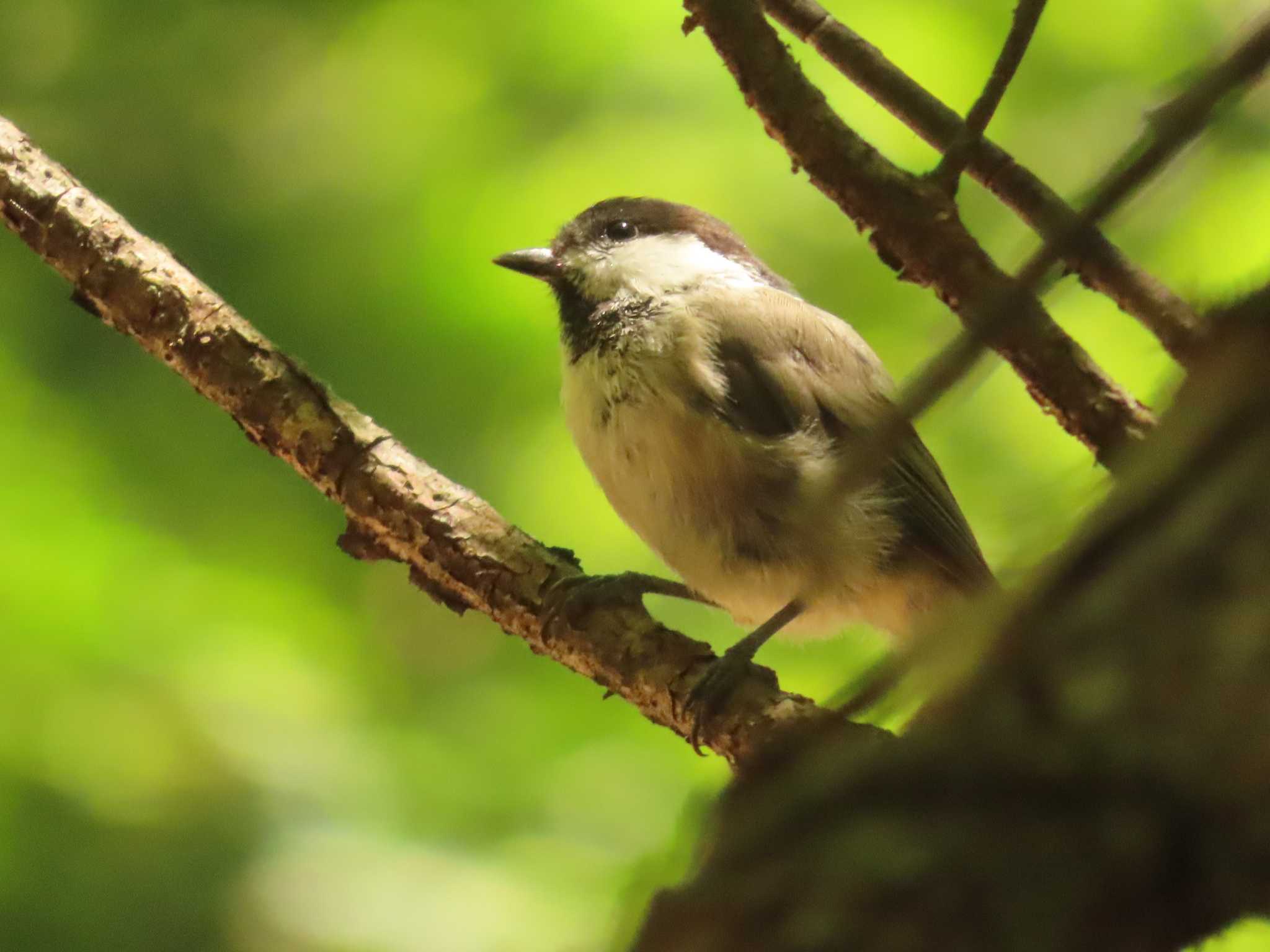 Photo of Willow Tit at 大蔵高丸 by ゆ