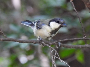 Japanese Tit 日本ラインうぬまの森 Sun, 7/30/2023