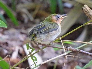 Warbling White-eye 日本ラインうぬまの森 Sun, 7/30/2023