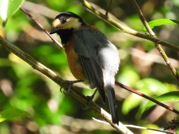 Varied Tit 日本ラインうぬまの森 Sun, 7/30/2023