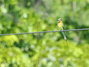 Blue-tailed Bee-eater Kaeng Krachan National Park Sat, 7/1/2023