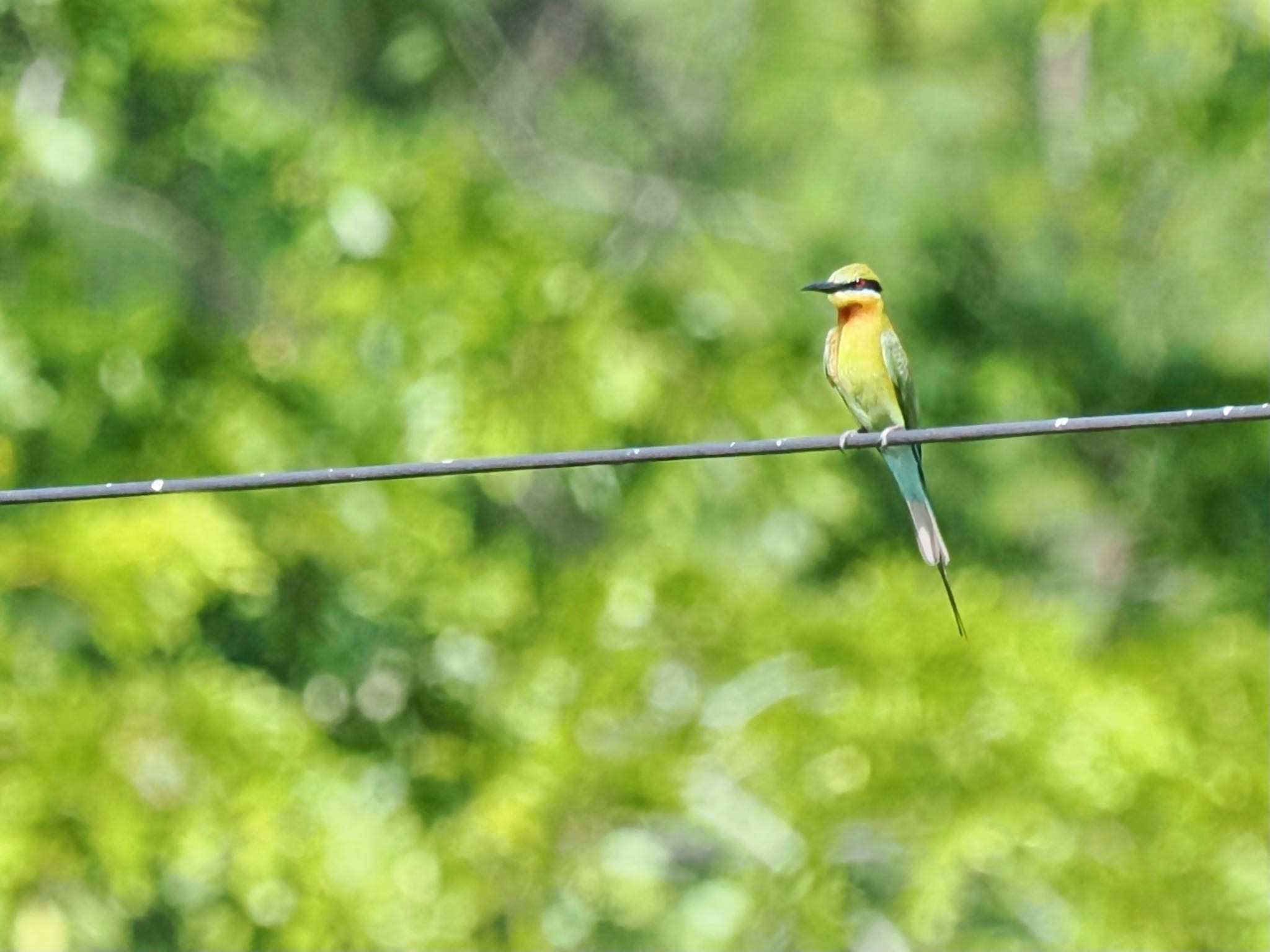 Blue-tailed Bee-eater