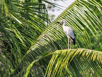 Asian Openbill Kaeng Krachan National Park Sat, 7/1/2023