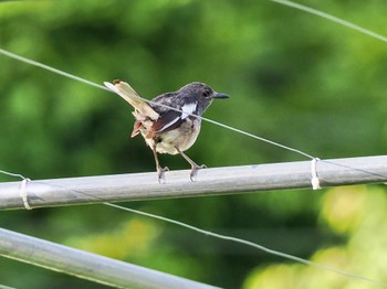 Oriental Magpie-Robin Kaeng Krachan National Park Sat, 7/1/2023