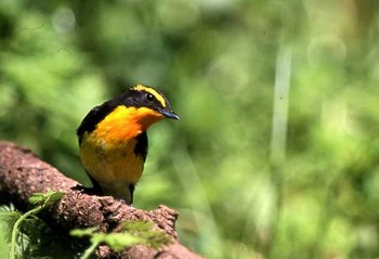 Narcissus Flycatcher Hegura Island Unknown Date