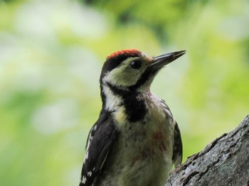 エゾオオアカゲラ 支笏湖野鳥の森 2023年7月29日(土)