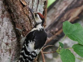 エゾオオアカゲラ 支笏湖野鳥の森 2023年7月29日(土)