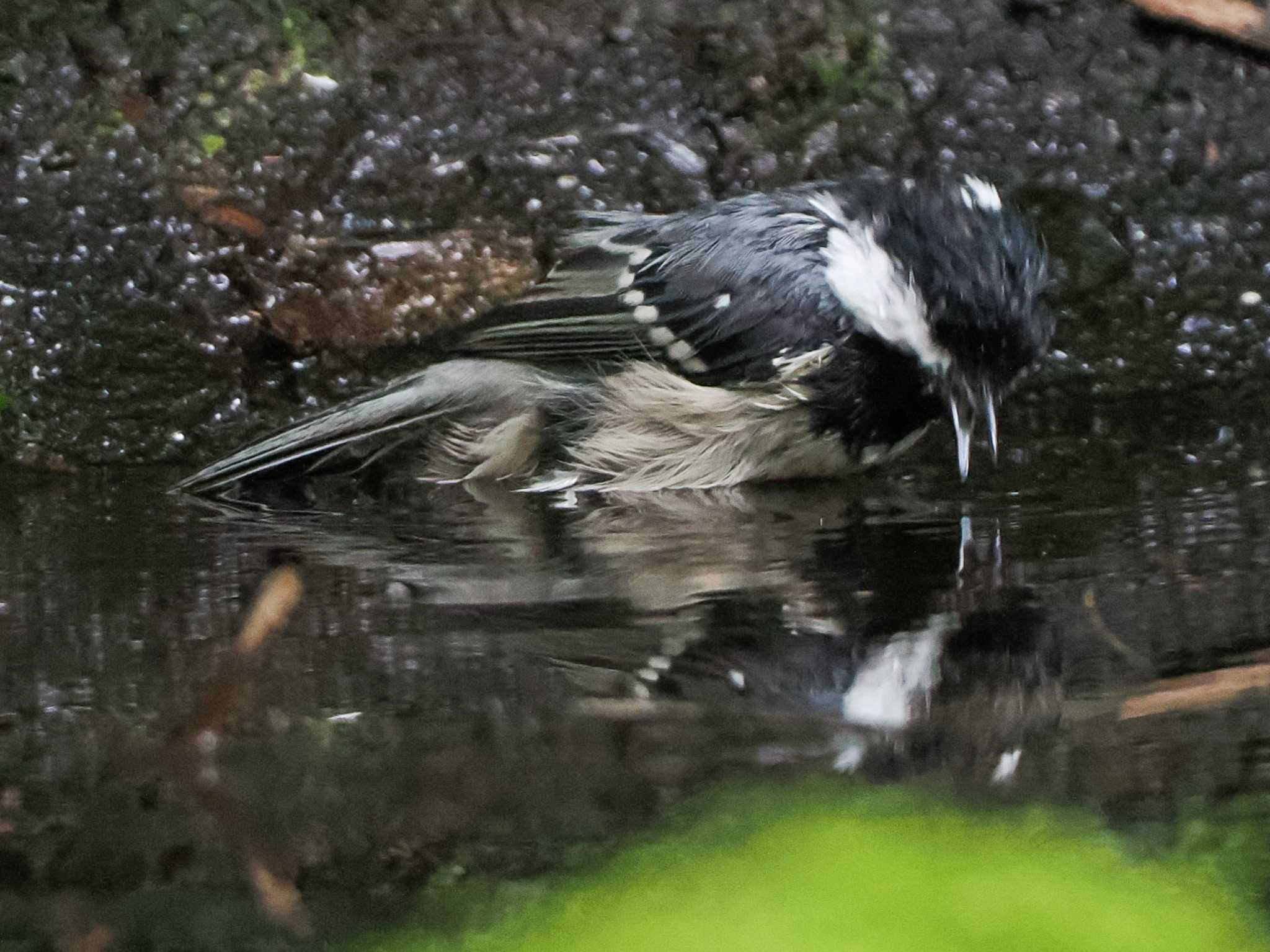 支笏湖野鳥の森 ヒガラの写真 by 98_Ark (98ｱｰｸ)