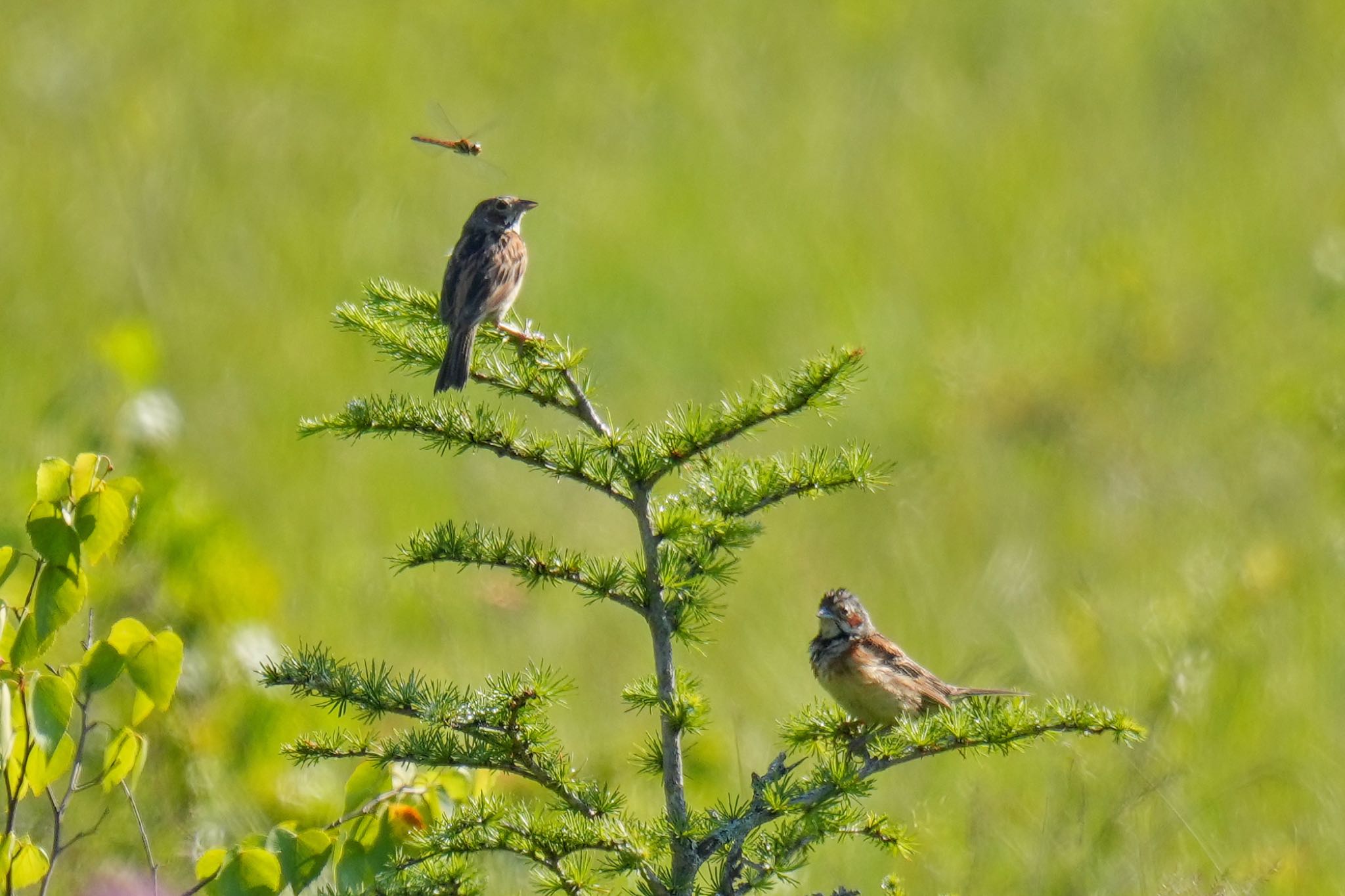 Chestnut-eared Bunting