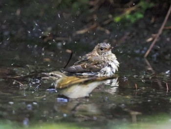 キビタキ 支笏湖野鳥の森 2023年7月29日(土)