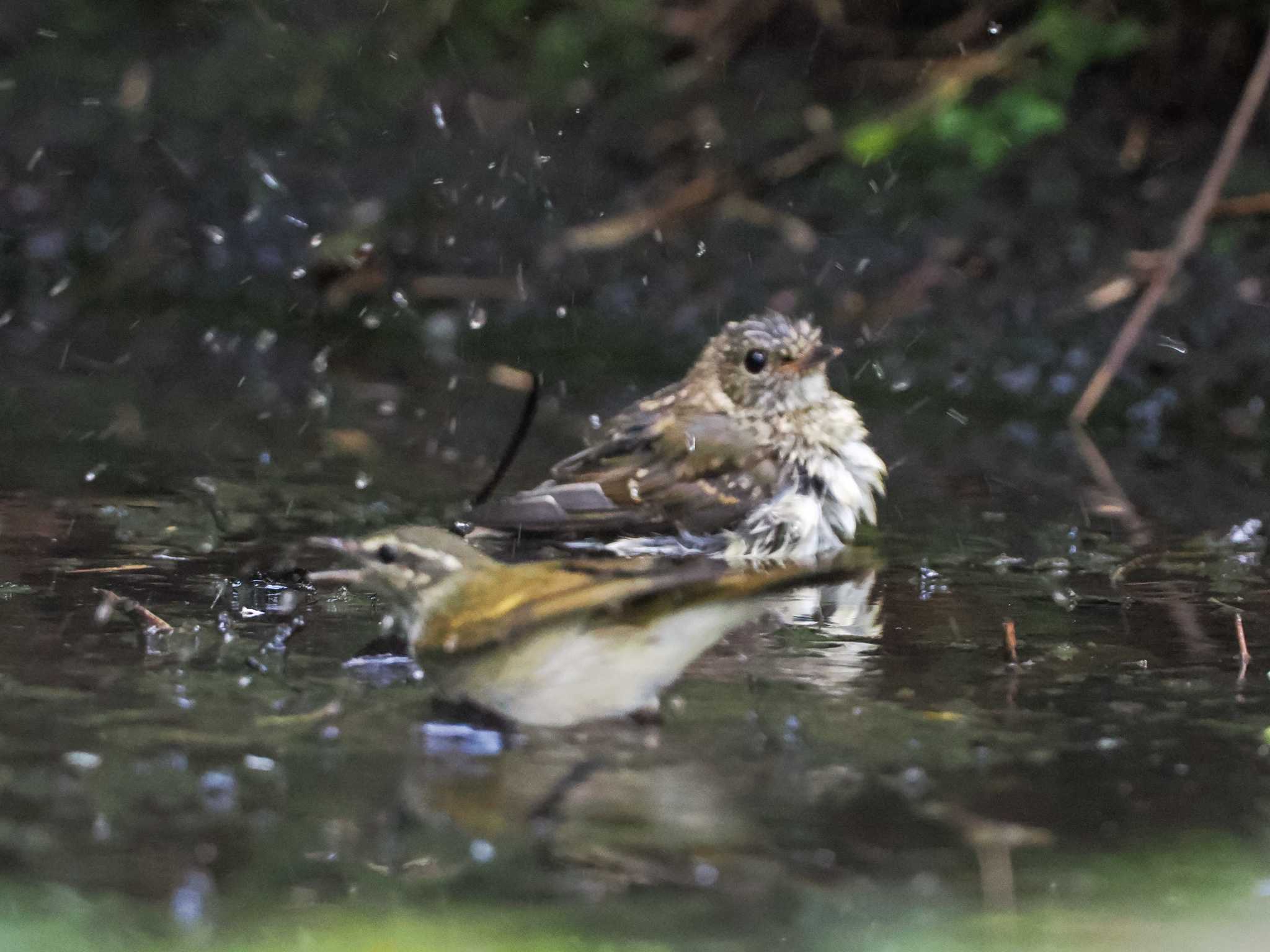 支笏湖野鳥の森 キビタキの写真 by 98_Ark (98ｱｰｸ)