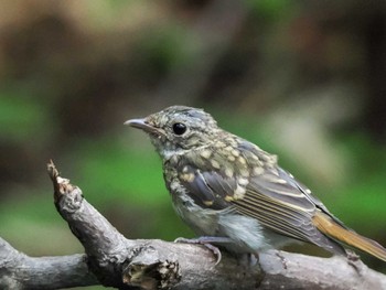 キビタキ 支笏湖野鳥の森 2023年7月29日(土)