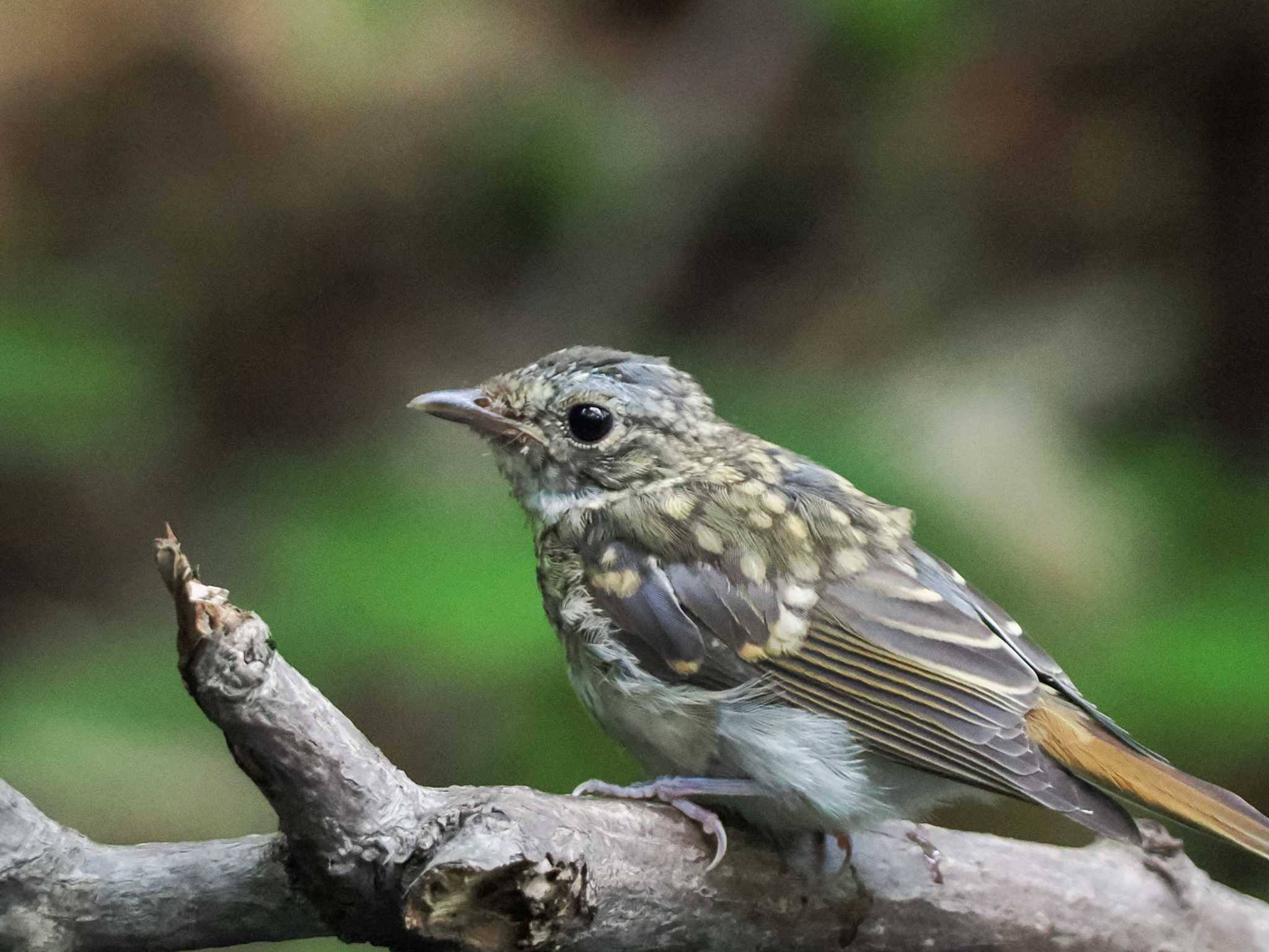 支笏湖野鳥の森 キビタキの写真 by 98_Ark (98ｱｰｸ)