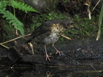 クロツグミ 支笏湖野鳥の森 2023年7月29日(土)