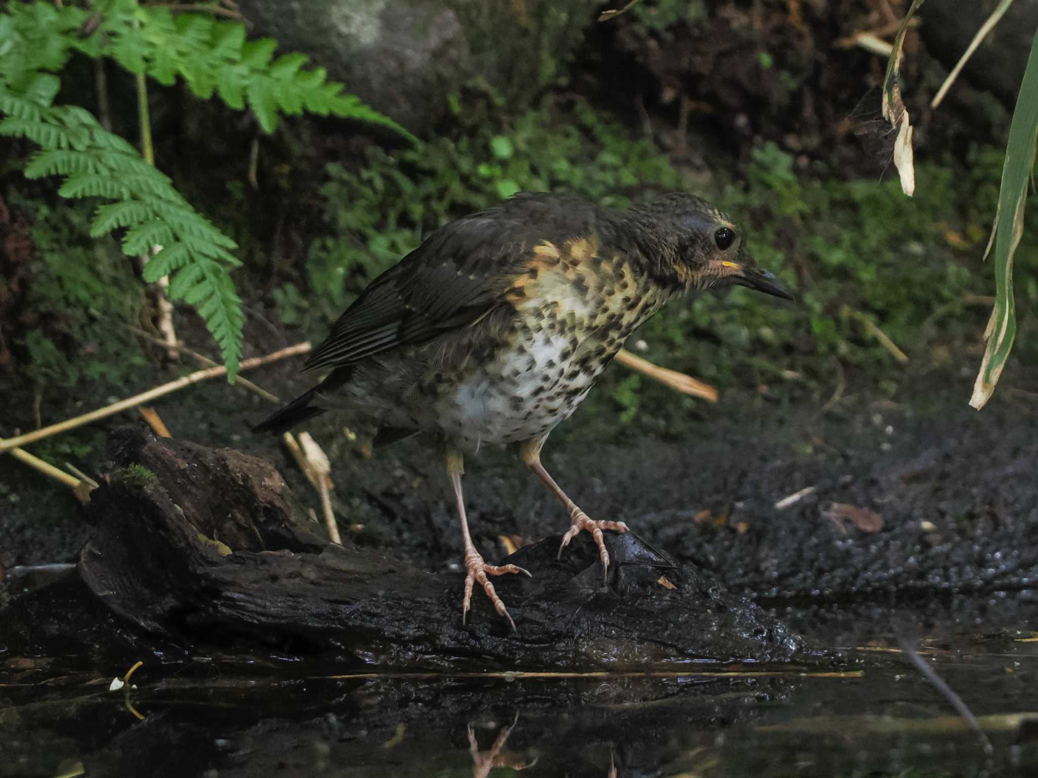 支笏湖野鳥の森 クロツグミの写真 by 98_Ark (98ｱｰｸ)