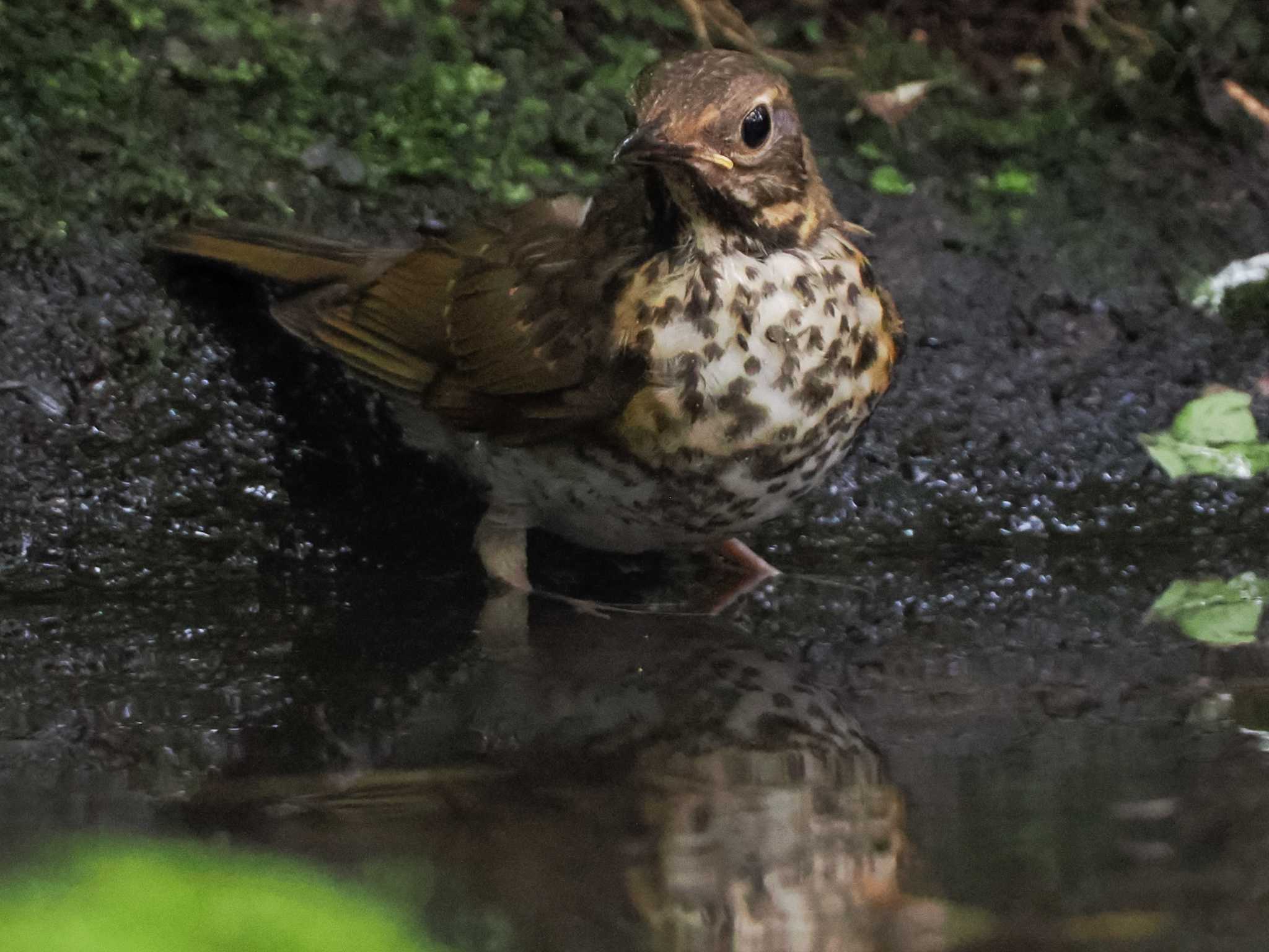 支笏湖野鳥の森 クロツグミの写真 by 98_Ark (98ｱｰｸ)