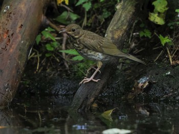 クロツグミ 支笏湖野鳥の森 2023年7月29日(土)