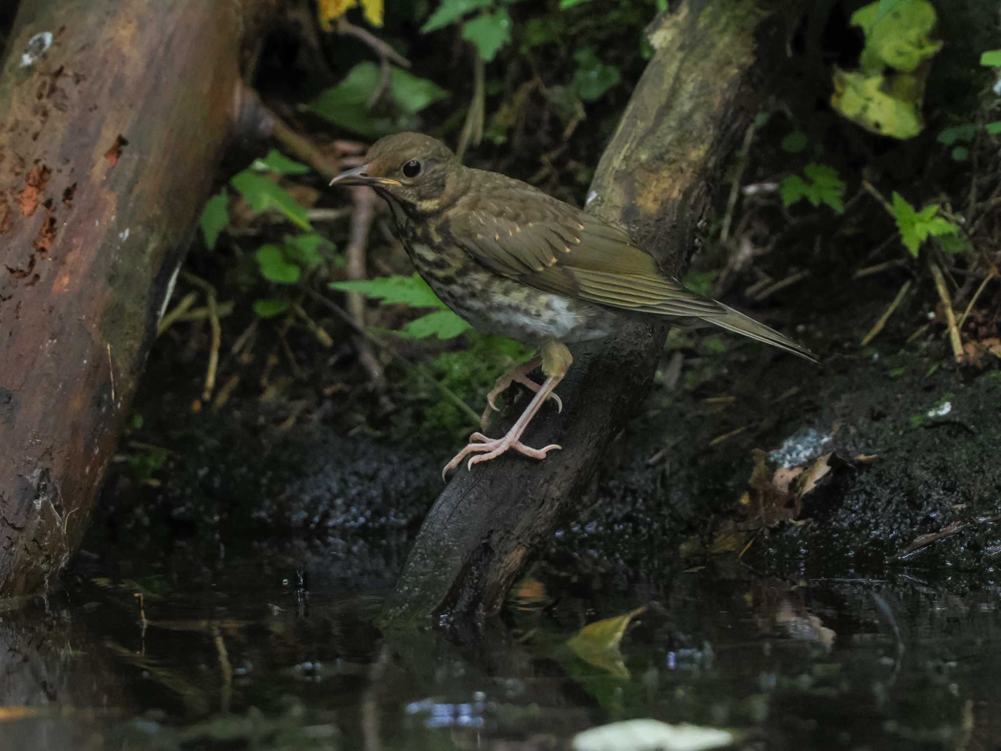 支笏湖野鳥の森 クロツグミの写真 by 98_Ark (98ｱｰｸ)