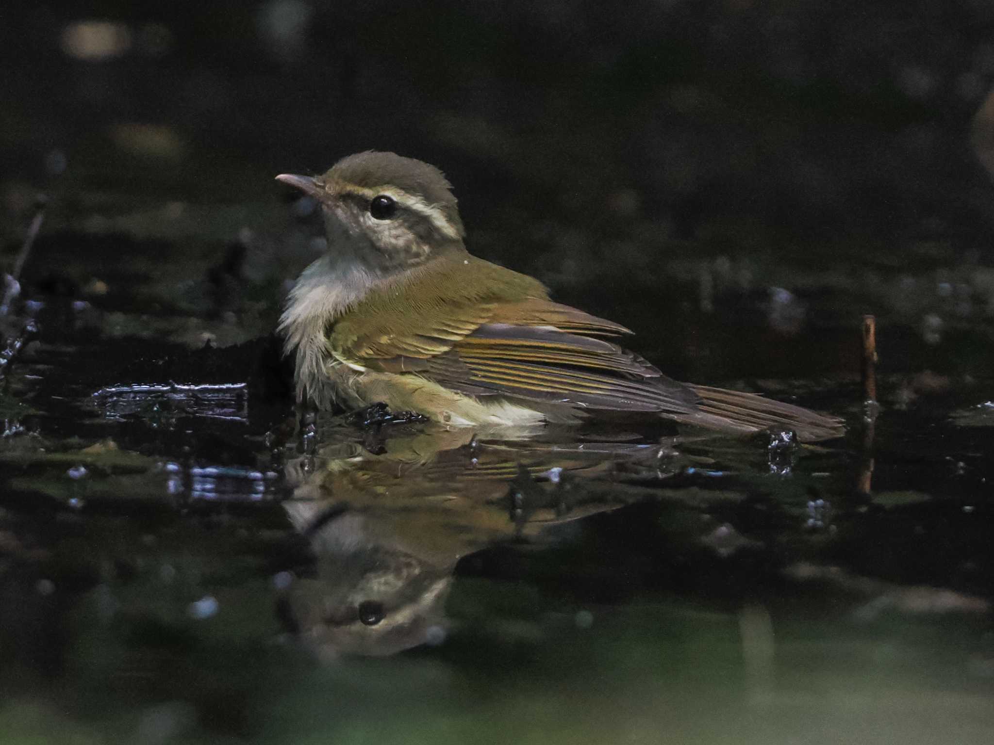 支笏湖野鳥の森 センダイムシクイの写真 by 98_Ark (98ｱｰｸ)