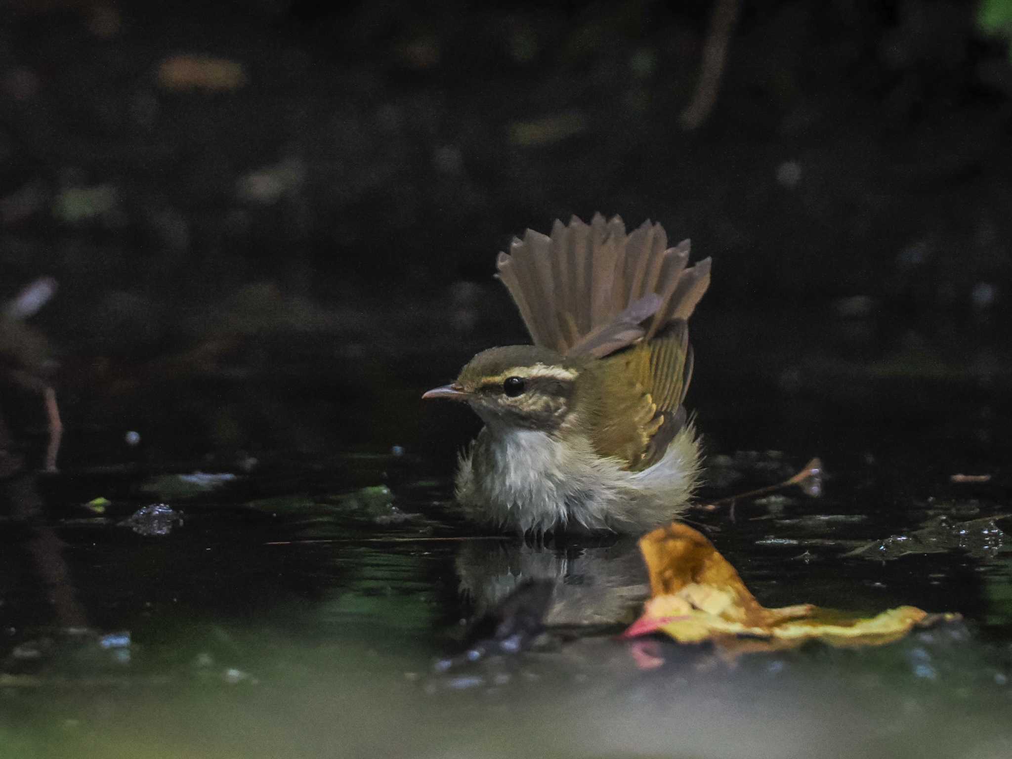 支笏湖野鳥の森 センダイムシクイの写真 by 98_Ark (98ｱｰｸ)