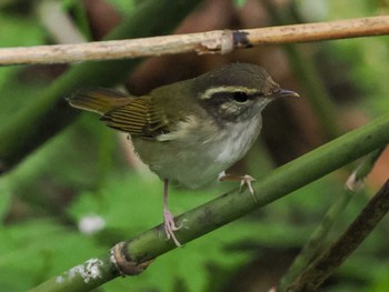 センダイムシクイ 支笏湖野鳥の森 2023年7月29日(土)