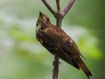 オオルリ 支笏湖野鳥の森 2023年7月29日(土)